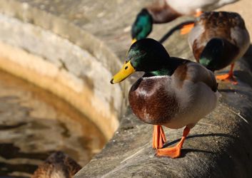 Oxford-Botanic-Gardens-Arboretum-1024x682-1.jpeg