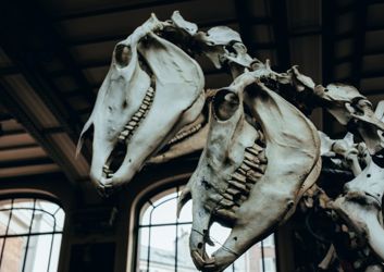 Pitt-Rivers-Museum-1024x683-1.jpeg