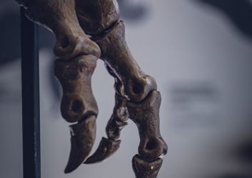 Oxford-University-Museum-of-Natural-History-683x1024-1.jpeg