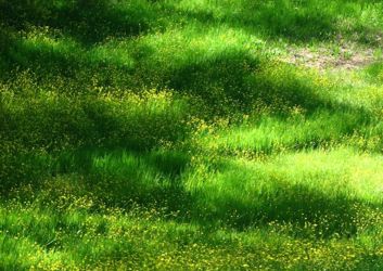 seacourtn-nature-reserve-scaled-1024x1536.jpg