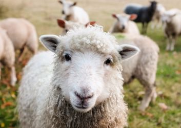 things-to-do-trindledown-farm.jpg